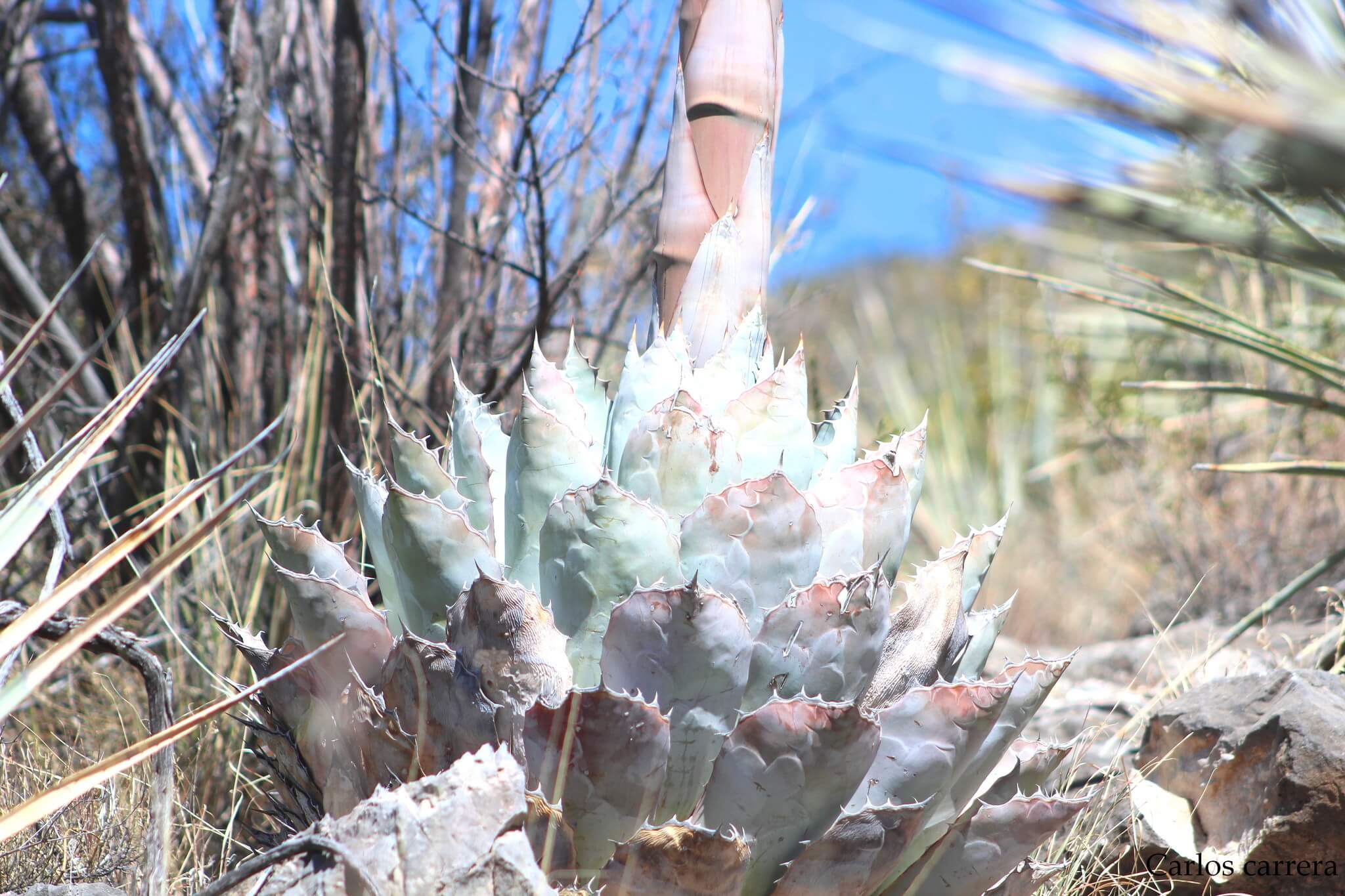 Agave parrasana